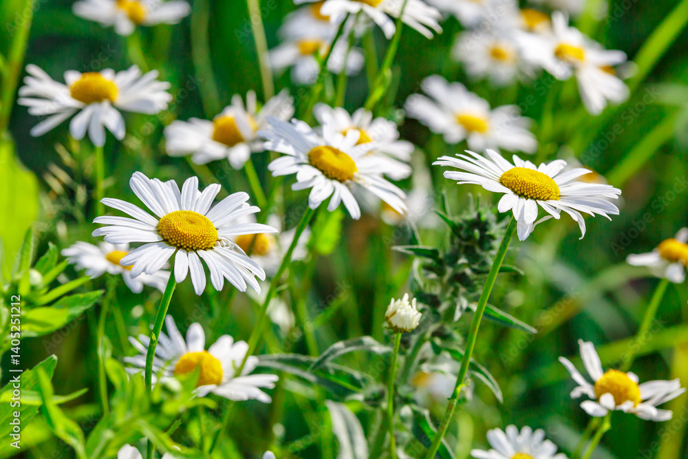 Camomile.Chamomile flower field.Field of camomiles at sunny day at nature.Spring, summer background. Meadow flowers. Medicinal plant. Camomile.Chamomile flower field.Field of camomiles at sunny day at nature.Spring, summer background. Meadow flowers. Medicinal plant.