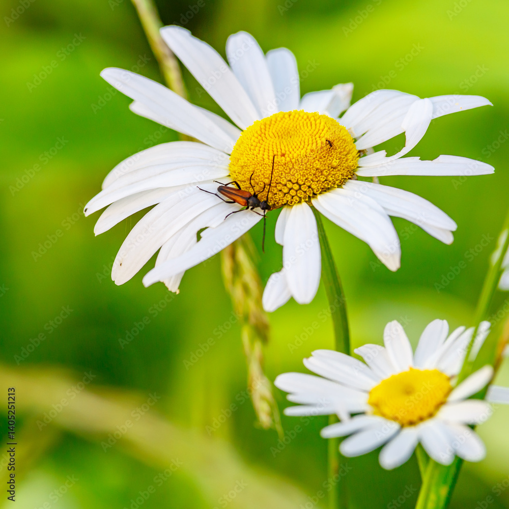 Obraz premium Camomile.Chamomile flower field.Field of camomiles at sunny day at nature.Spring, summer background. Meadow flowers. Medicinal plant.