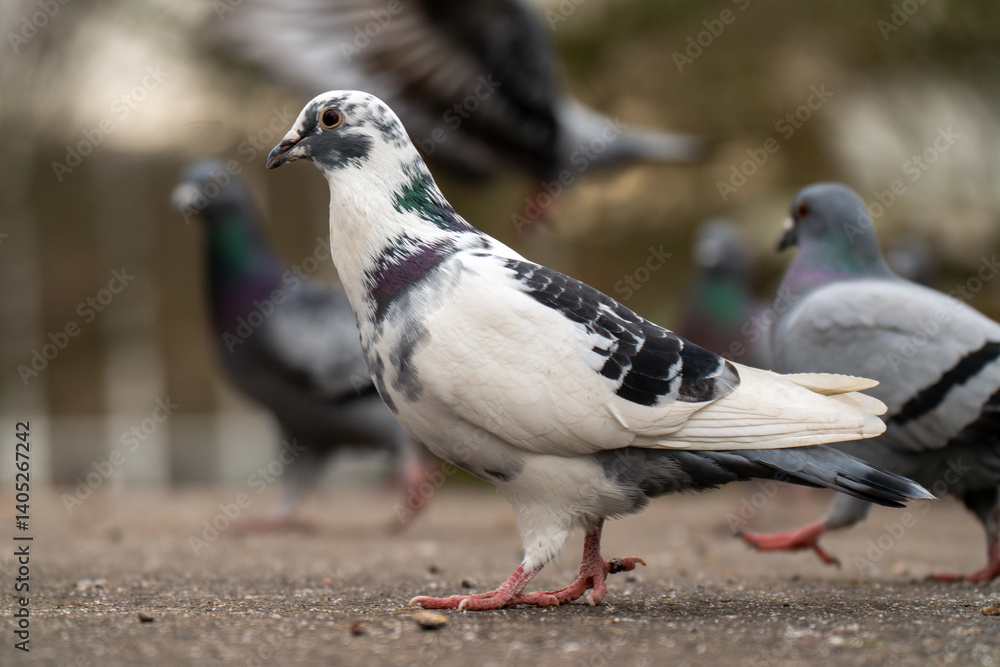 Obraz premium close up of a pigeon on the ground