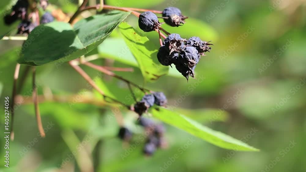 Close-up of ripe black berries on green branch. Close-up of ripe black berries on green branch.
