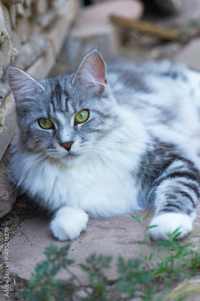 Fototapeta premium Porträt einer silber-tabby Maine Coon Katze