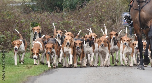 Konstfotografi A pack of Old English Foxhounds together on a road coming to a meet