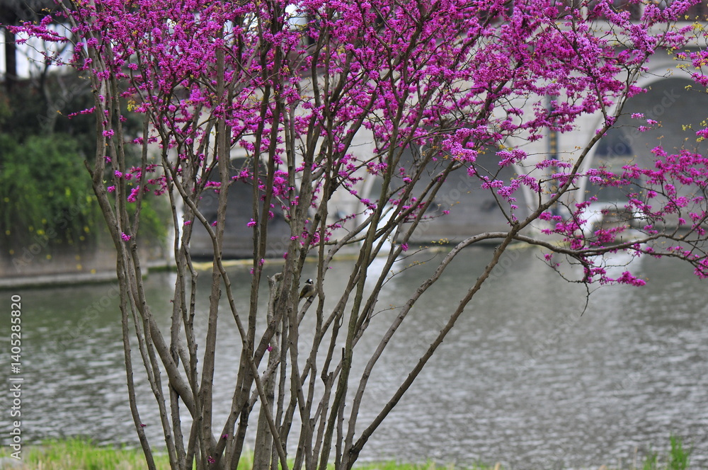 Cercis siliquastrum, redbud tree in the garden and bridge background, Shanghai city, China