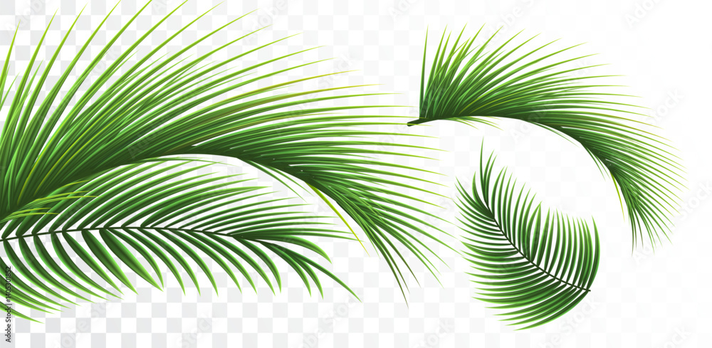 Obraz premium Coconut palm leaves on transparent background. Palm leaves. Floral background.