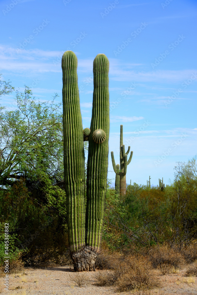 Old Saguaro Cactus Sonora desert Arizona Old Saguaro Cactus Sonora desert Arizona