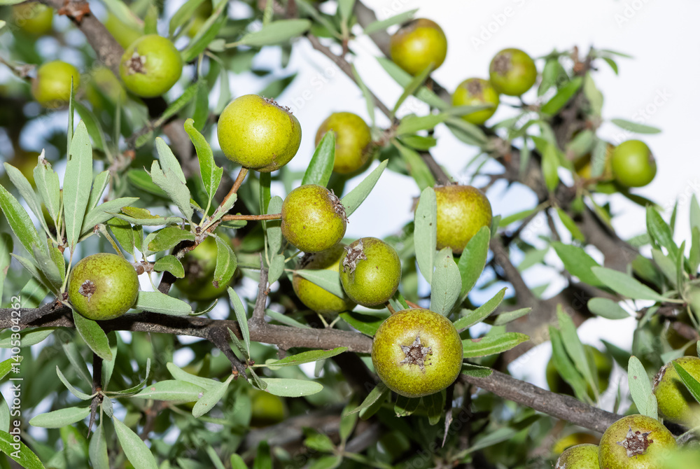 wild plants and wild fruits. wild pear photos. wild plants and wild fruits. wild pear photos.