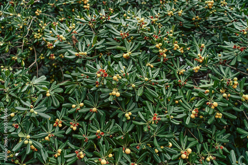 Yellow fruits on a green bush of pittosporum tobira in the garden