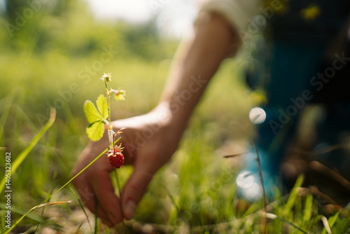 Female picking wild berries and holding strawberry bouquet in summer forest. Woman enjoying nature, healthy lifestyle and slow life outdoors