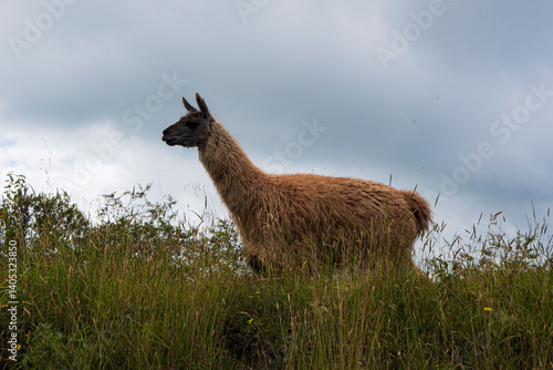 Parco del Cotopaxi Ecuador