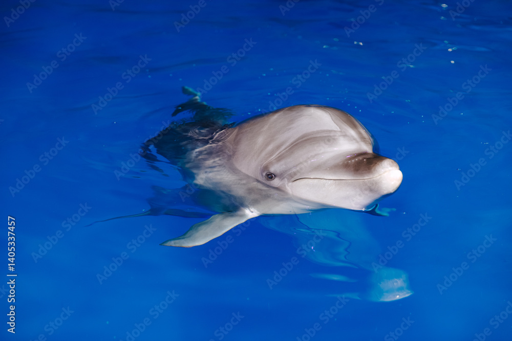 Fototapeta premium Witness the Graceful Dolphin Swimming Elegantly in the Clear Blue Water of the Ocean