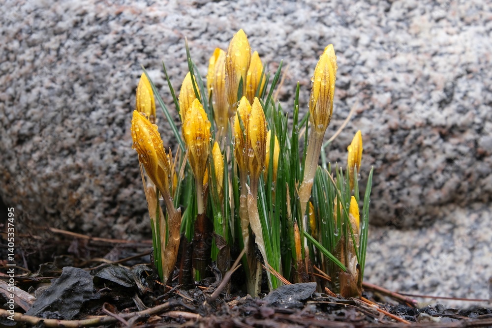 Close-up of yellow crocuses with closed flowers and dew drops in the garden