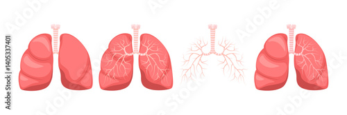 Human Lungs, anatomy respiratory system. Respiratory system: lungs, bronchioles, pulmonary alveoli. Medicine and healthcare human internal organs.