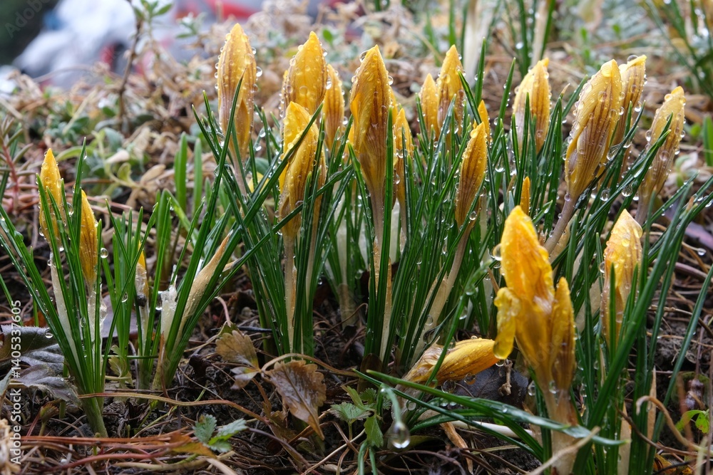 Close-up of yellow crocuses with closed flowers and dew drops in the garden