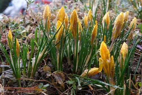 Obraz na płótnie Close-up of yellow crocuses with closed flowers and dew drops in the garden w salonie