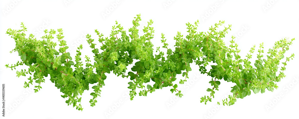 Creeping thyme vines spreading horizontally on white background Creeping thyme vines spreading horizontally on white background