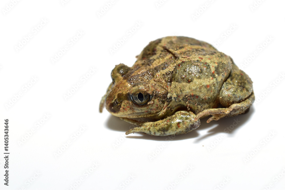 Fototapeta premium Marsh-colored ground frog on a white background.