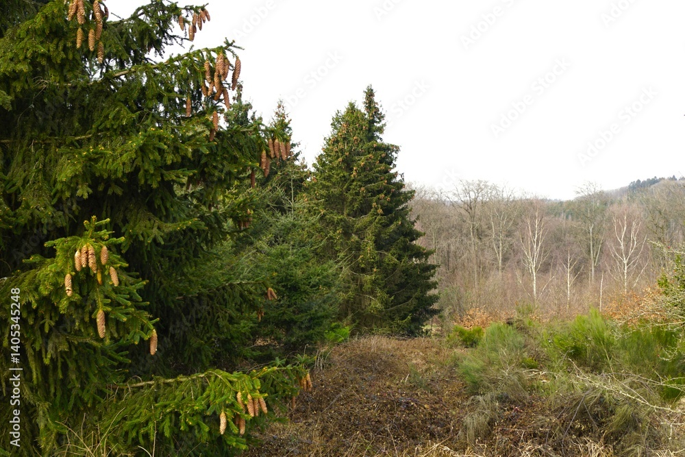 Fototapeta premium pine tree in the forest