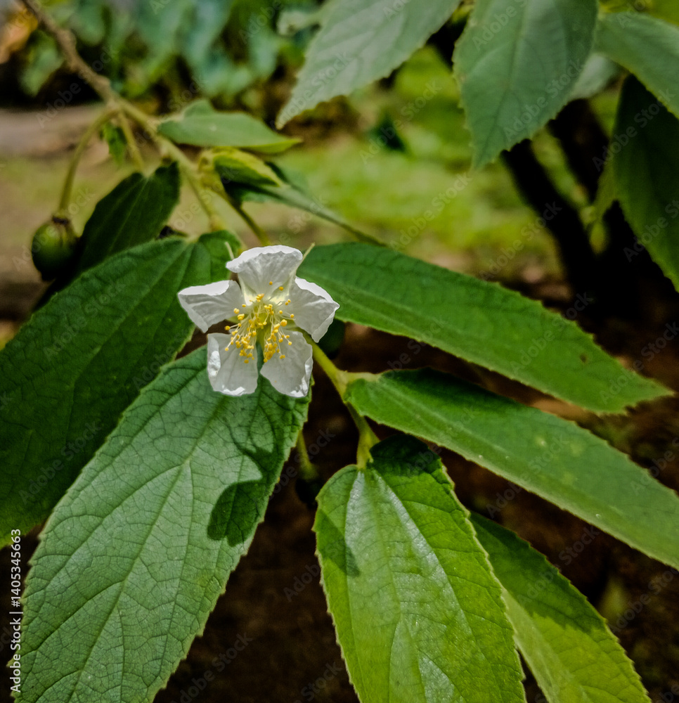 Naklejka premium White flowers of a cherry