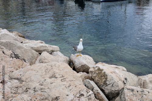 Wallpaper Mural seagull on rock Torontodigital.ca