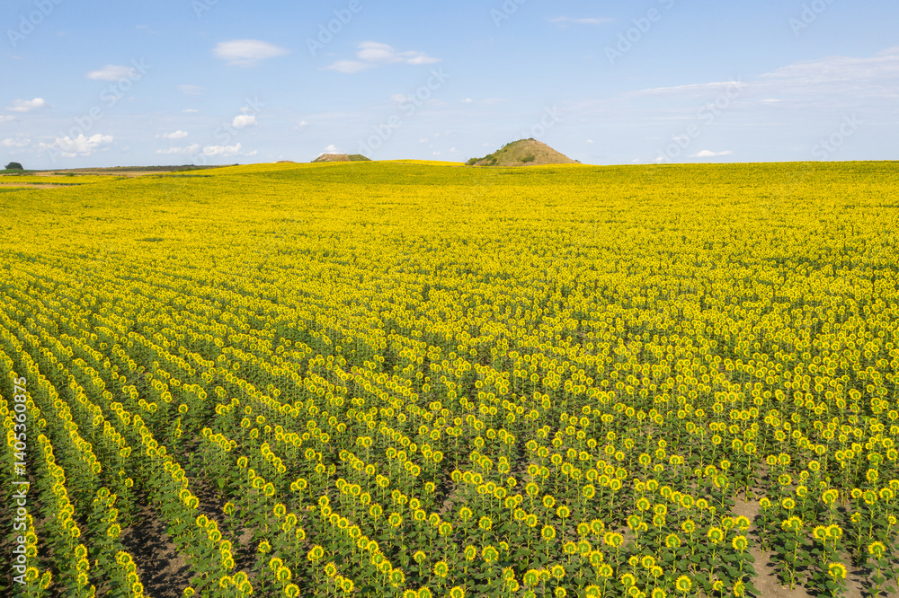 Drone view of vast and endless sunflower field in summer. Agricultural drone footage. Drone view of vast and endless sunflower field in summer. Agricultural drone footage.