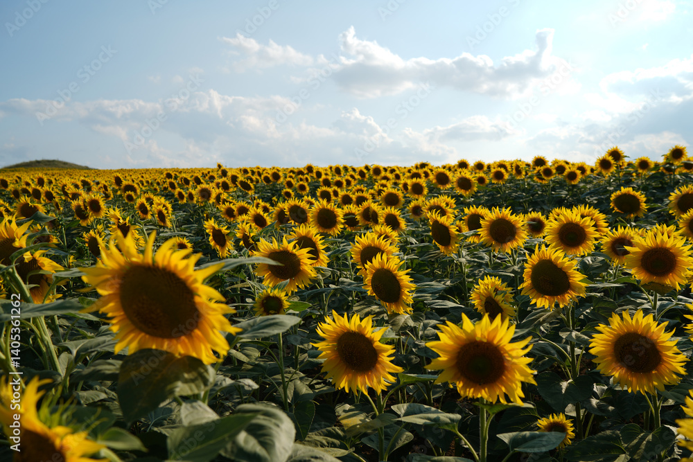 Fototapeta premium Close-up of sunflowers facing the sun in the field.Organic food production.Oilseed crop.
