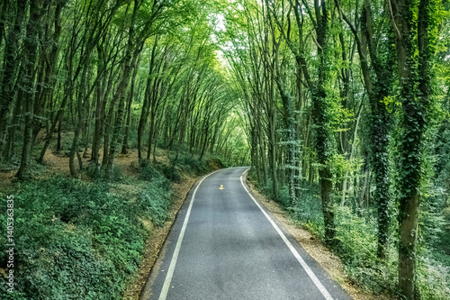 Obraz na płótnie Belgrade Forest in Turkey. An asphalt road winding through the forest in summer. Fallen leaves between the road and the trees. w salonie