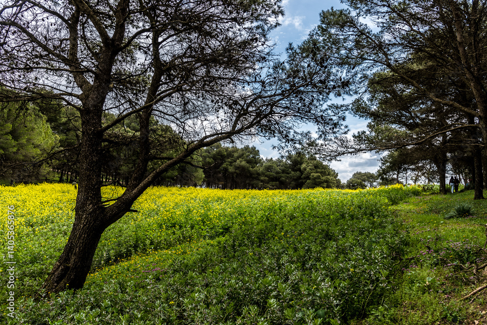 Beautiful spring landscape view from the north of Tunisia