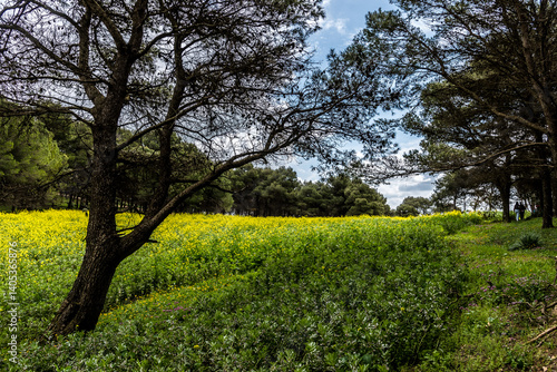 Obraz na płótnie Beautiful spring landscape view from the north of Tunisia w salonie