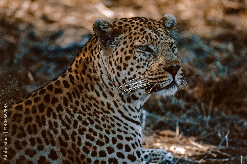 Fototapeta premium close up of leopard