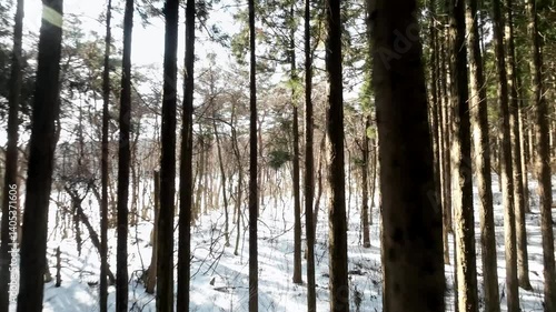 森の中をドローンで飛ぶ