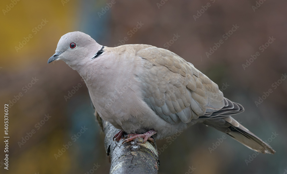 Fototapeta premium Calm Eurasian collared dove (Streptopelia decaocto) posing on branch perch in autumn time 