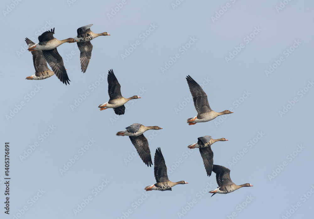 Obraz premium Small flock of greater white-fronted geese (Anser albifrons) and bean geese (Anser fabalis) in spring flight over clear sky 