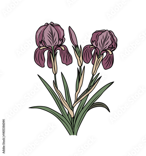 Botanical drawing of Iris February birth month flower. 
