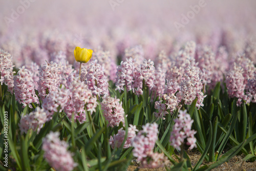 A tulip in a field of hyacinths - be different and be the difference