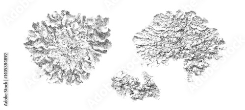 Vintage Stippling Illustration of a Lichen Featuring Intricate Details in a Classic Monochrome Style