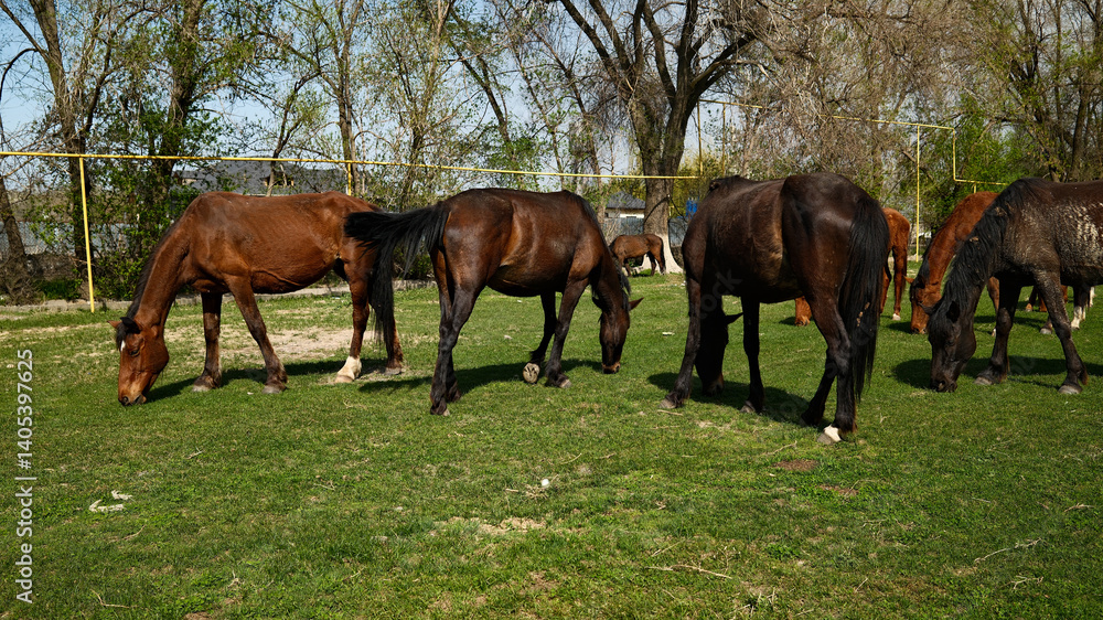 Obraz premium Horses grazing in meadow pasture with trees in background
