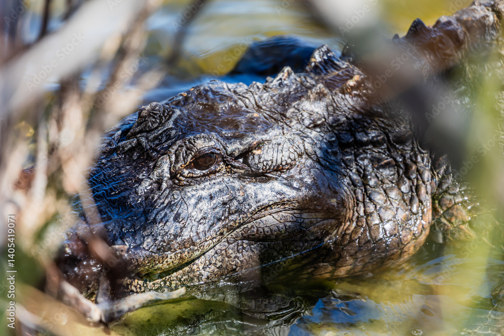Fototapeta premium Close up zoom in Alligator head