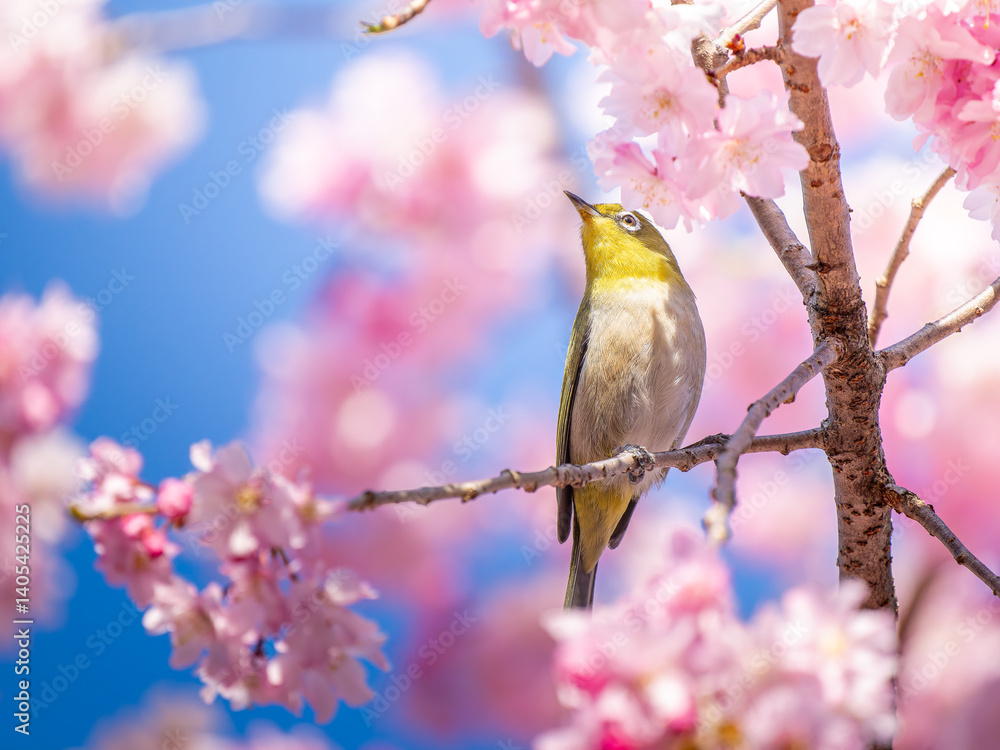Fototapeta premium 桜とメジロ