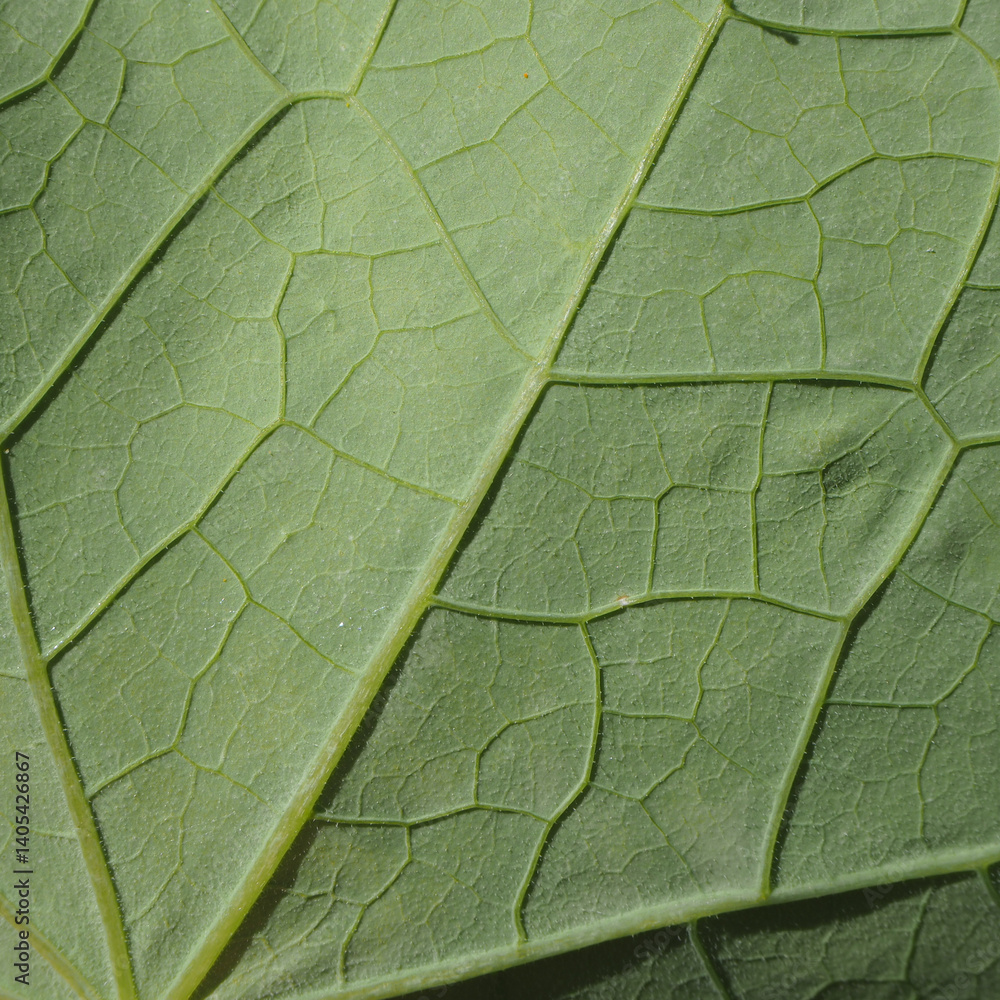 Obraz premium Giardino