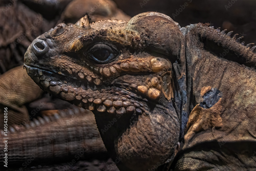 Obraz premium Mona ground iguana Cyclura stejnegeri rock iguana