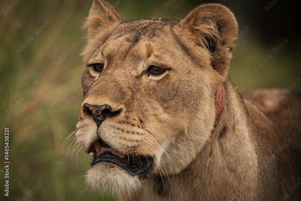 Obraz premium Close-up of a lioness in the wild.