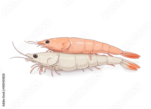 Two Cartoon Shrimp Stacked on White