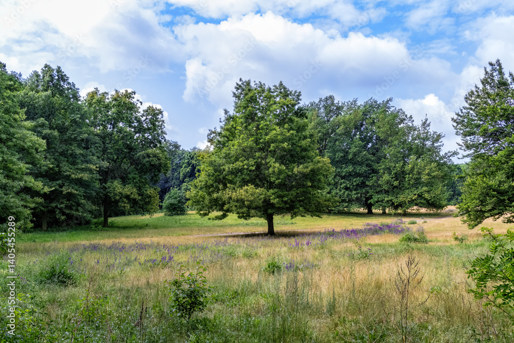 Fototapeta premium Meadow with trees on a sunny day and a lonely standing oak