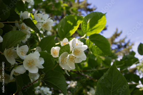 blooming bush of white jasmine, spring, freshness