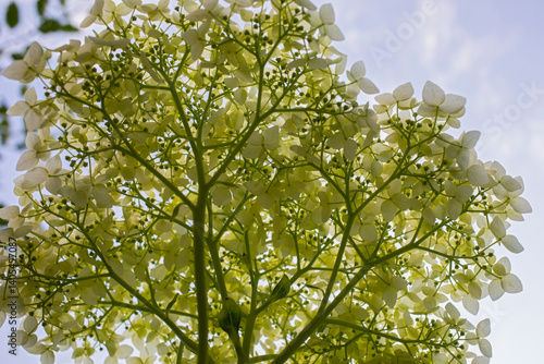 bush of blooming white hydrangea in summer