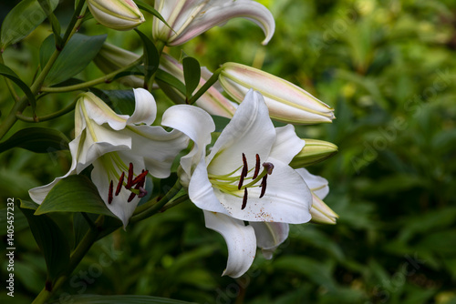 blooming white lilies in the summer garden