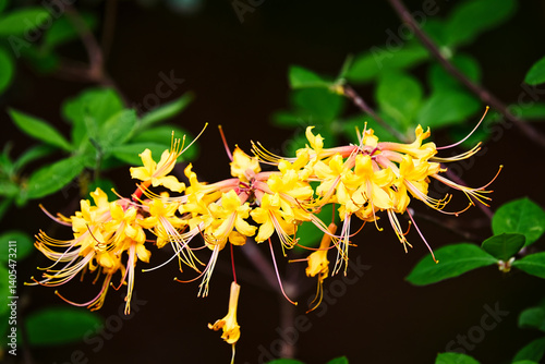 Beautiful blooms of an orange azalea with a dark background.