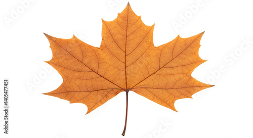 Wallpaper Mural Isolated Autumn Maple Leaf Torontodigital.ca