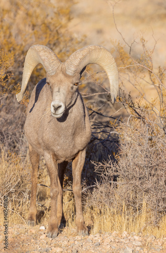 Desert Bighorn Sheep Ram in the Nevada Desert in Winter