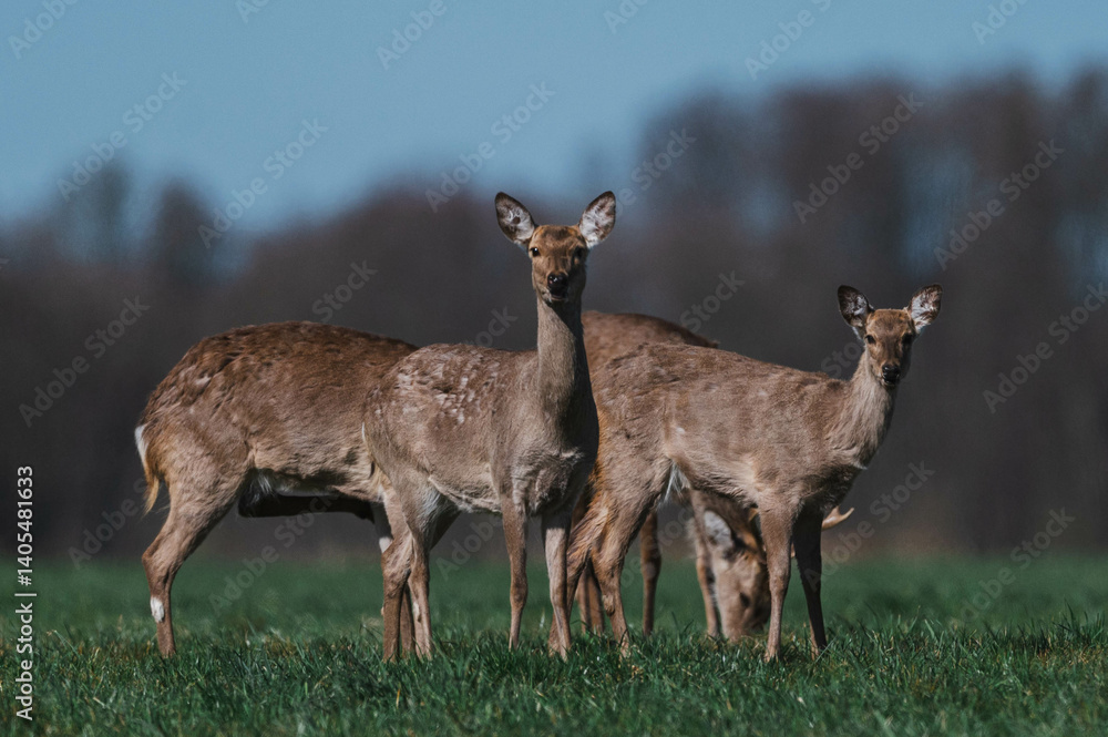 Sikahirsche in Brandenburg Sikahirsche in Brandenburg